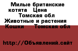 Милые британские котята › Цена ­ 2 000 - Томская обл. Животные и растения » Кошки   . Томская обл.